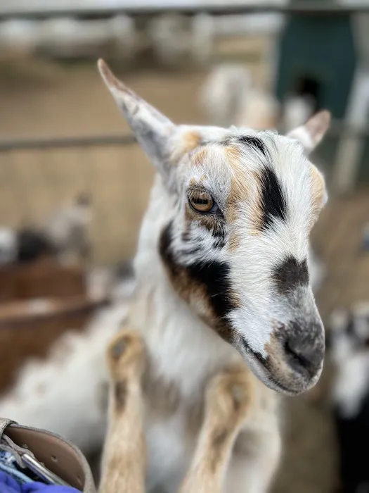 Brookhollows Goat Yoga Picture 6