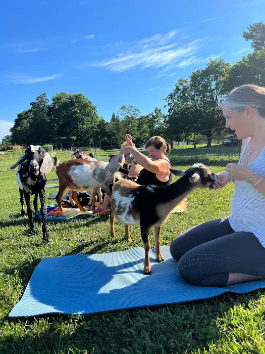 Brookhollows Goat Yoga Picture 8