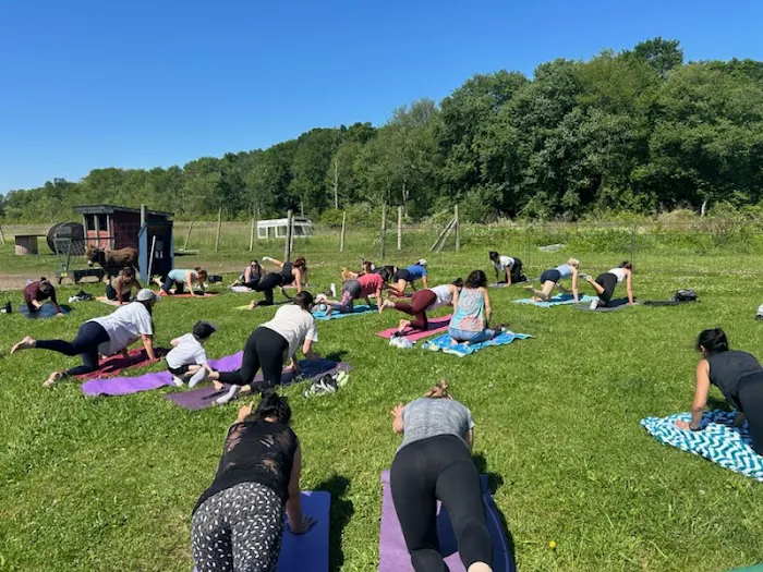 Brookhollows Goat Yoga Picture 5