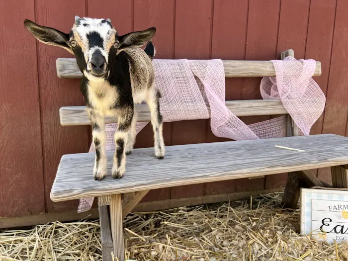 Brookhollows Goat Yoga Picture 1
