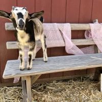 Brookhollows Goat Yoga ico