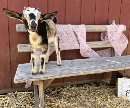Brookhollows Goat Yoga