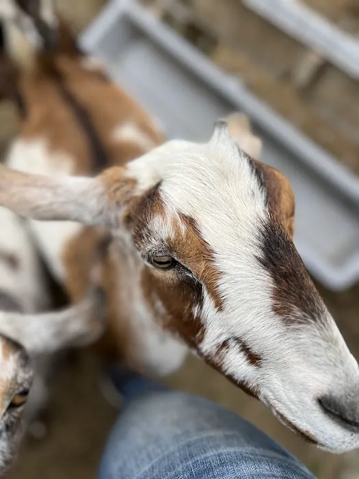 Brookhollows Goat Yoga Picture 3