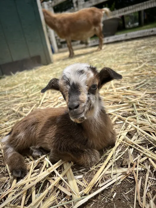Brookhollows Goat Yoga Picture 7