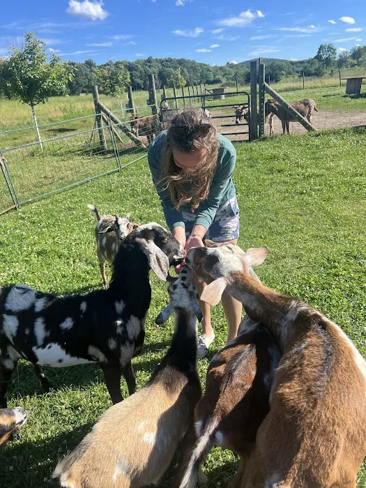 Brookhollows Goat Yoga Picture 9