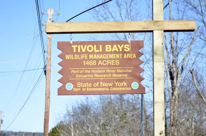 Tivoli Runners Picture 4