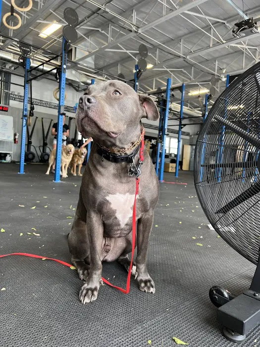 CrossFit For The People Picture 10