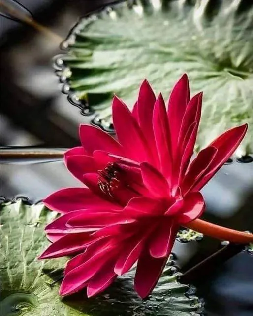 Bloom Yoga & Wellness Picture 1