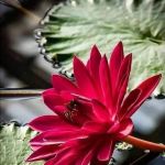 Bloom Yoga & Wellness
