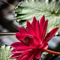 Bloom Yoga & Wellness ico