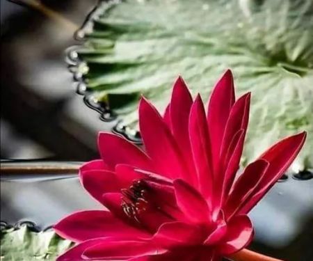 Bloom Yoga & Wellness