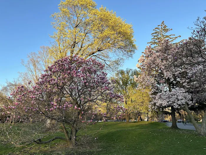 Falun Dafa Albany Meditation Picture 4