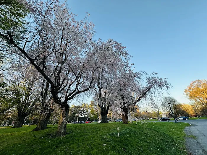 Falun Dafa Albany Meditation Picture 3