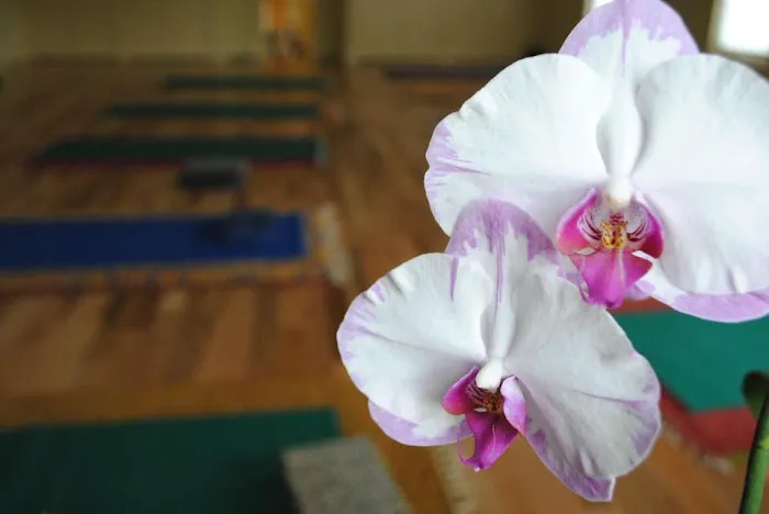Upstate Yoga Institute Picture 4