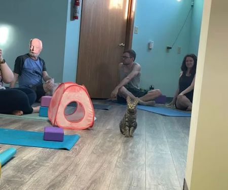 Black Cat Yoga