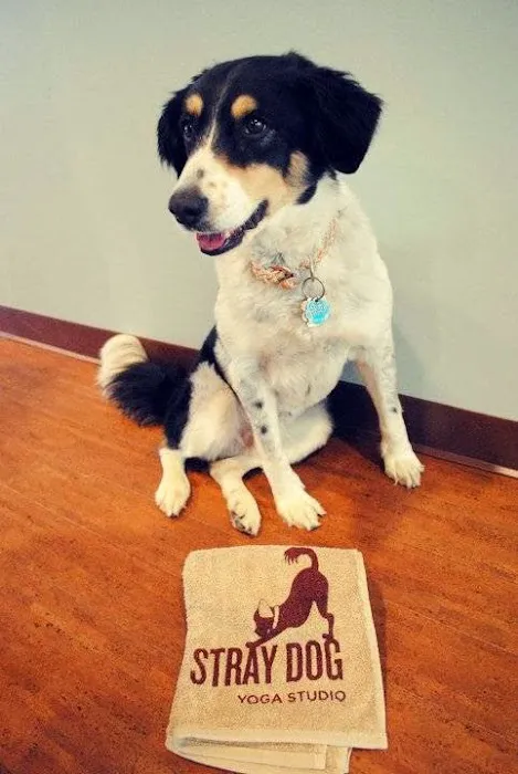 Stray Dog Yoga Studio Picture 6