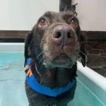 True Balance Animal Wellness & The Canine Aquatic Gym