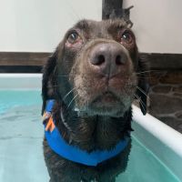 True Balance Animal Wellness & The Canine Aquatic Gym ico