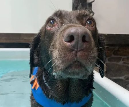True Balance Animal Wellness & The Canine Aquatic Gym