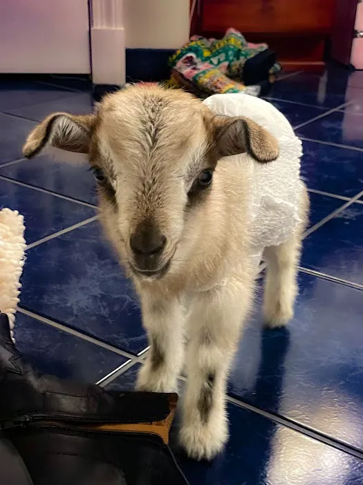 Goat Yoga RVA Picture 3