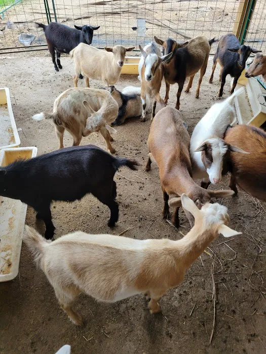 Goat Yoga RVA Picture 4