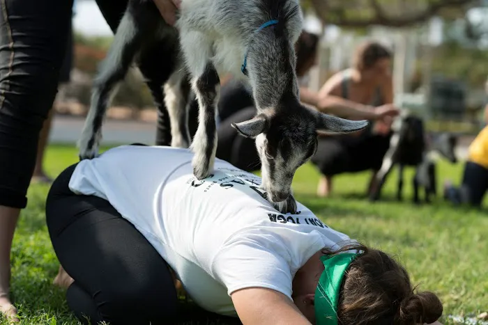 Goat Yoga RVA Picture 5