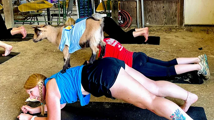 Goat Yoga RVA Picture 1