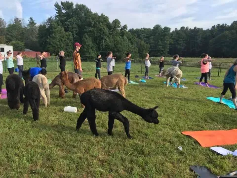Goat Yoga RVA Picture 8