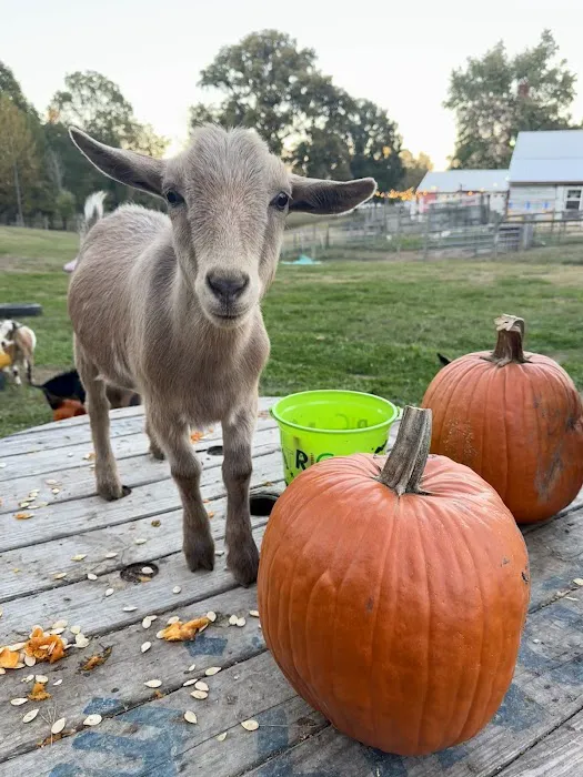 Goat Yoga RVA Picture 2