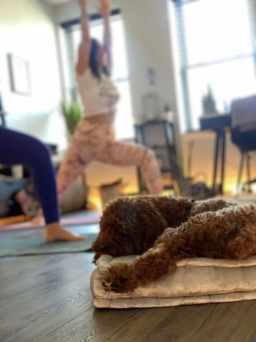 Rise & Flow Yoga, Healing & Wellness Studio Picture 1