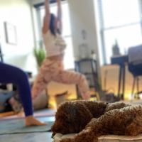 Rise & Flow Yoga, Healing & Wellness Studio ico