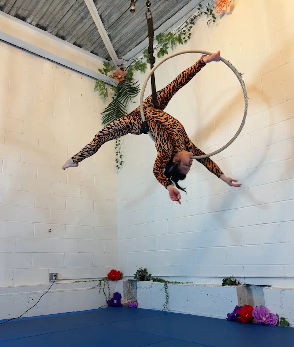 Tiger Mom Aerial Hoop Studio Picture 9