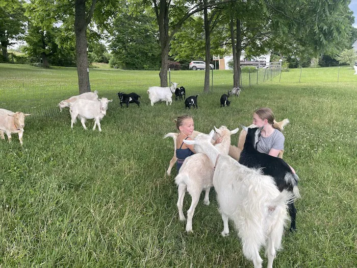 Flying Goat Yoga Picture 4
