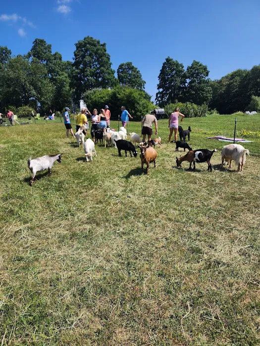 Flying Goat Yoga Picture 2