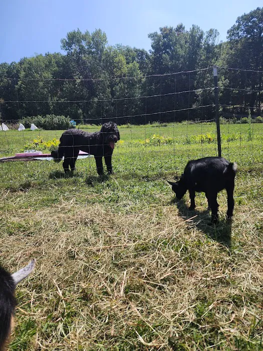 Flying Goat Yoga Picture 1