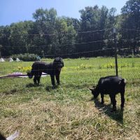 Flying Goat Yoga ico