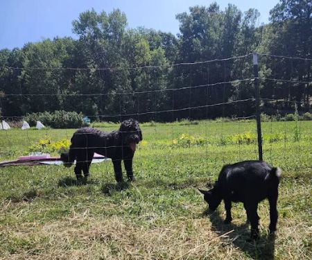 Flying Goat Yoga