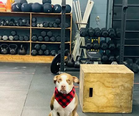 BIONIC CrossFit