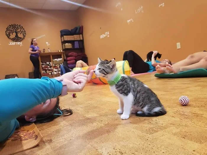 Healthy Life Yoga LLC Picture 6