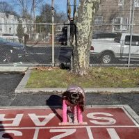 Basketball Court ico