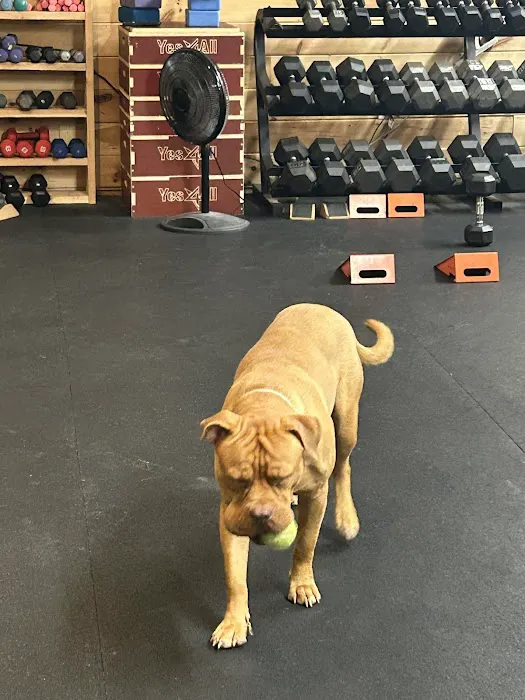 SYNERGY FIT - GYM Picture 4