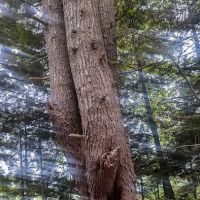 Belmont Trail ico