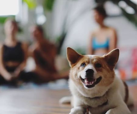 Daya Yoga Studio