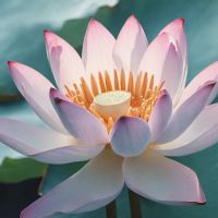 maya awakening therapeutic yoga ico