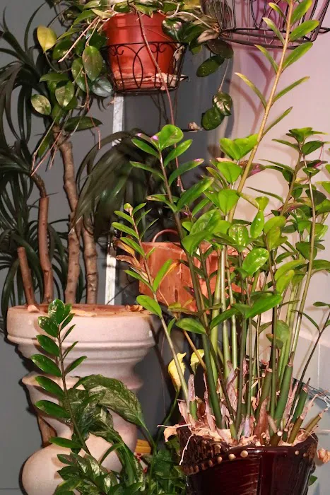 Alma Yoga Studio Picture 8