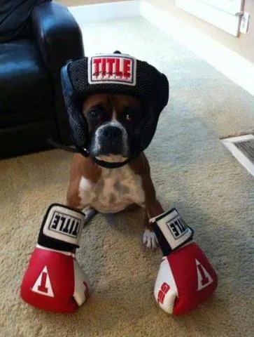 TITLE Boxing Club Forest Hills Picture 3