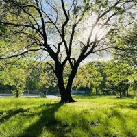 Outdoor Fitness Equipment ico