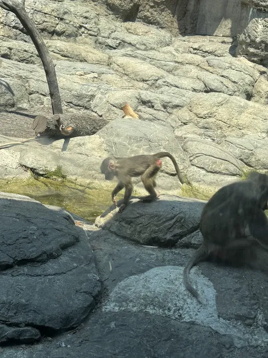 Brooklyn Zoo NY Picture 10