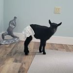 Journey Within Yoga and Wellness
