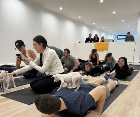 Woof Wellness